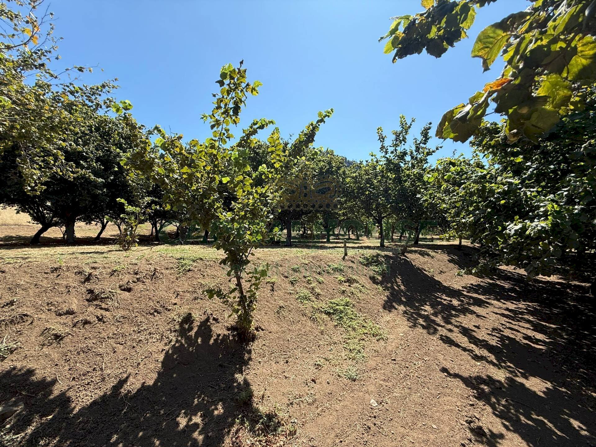Foto 3 - Terreno agricolo via Pietro Ascolese, Montoro - foto 3