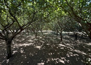 Foto 1 - Terreno agricolo via Pietro Ascolese, Montoro - foto 1