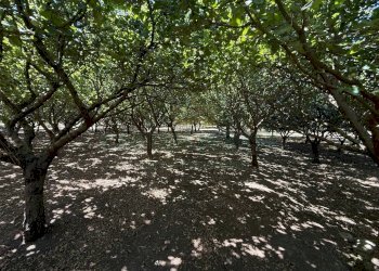 Foto 2 - Terreno agricolo via Pietro Ascolese, Montoro - foto 2