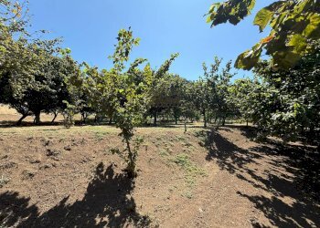 Foto 3 - Terreno agricolo via Pietro Ascolese, Montoro - foto 3