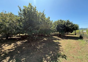 Foto 4 - Terreno agricolo via Pietro Ascolese, Montoro - foto 4