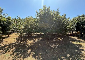 Foto 5 - Terreno agricolo via Pietro Ascolese, Montoro - foto 5