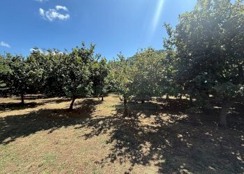 Foto 6 - Terreno agricolo via Pietro Ascolese, Montoro - foto 6