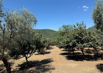 Foto 7 - Terreno agricolo via Pietro Ascolese, Montoro - foto 7