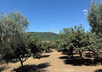 Foto 8 - Terreno agricolo via Pietro Ascolese, Montoro - foto 8