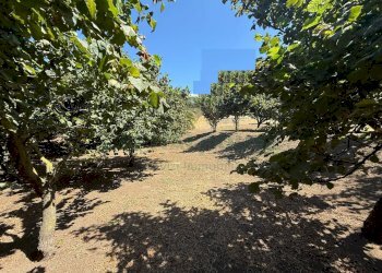 Foto 10 - Terreno agricolo via Pietro Ascolese, Montoro - foto 10