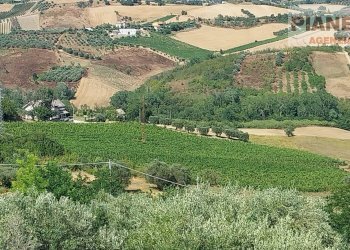 Foto 4 - Terreno agricolo Via Ferretti, Spinetoli - foto 4