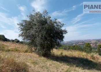 Foto 6 - Terreno agricolo Via Ferretti, Spinetoli - foto 6