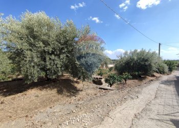 Giardino - Terreno agricolo Contrada San Lazzaro
snc, Paterno - foto 7