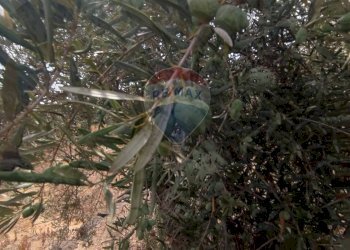 Giardino - Terreno agricolo Contrada San Lazzaro
snc, Paterno - foto 11