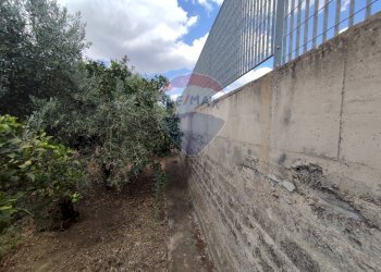 Giardino - Terreno agricolo Contrada San Lazzaro
snc, Paterno - foto 13