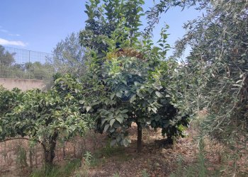 Giardino - Terreno agricolo Contrada San Lazzaro
snc, Paterno - foto 15
