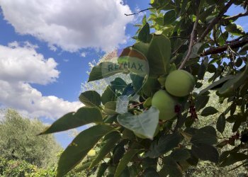 Dettagli - Terreno agricolo Contrada San Lazzaro
snc, Paterno - foto 16