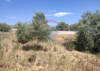 Giardino - Terreno agricolo Contrada San Lazzaro
snc, Paterno - foto 17