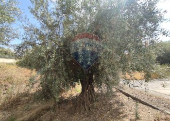 Giardino - Terreno agricolo Contrada San Lazzaro
snc, Paterno - foto 18