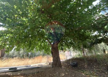 Giardino - Terreno agricolo Contrada San Lazzaro
snc, Paterno - foto 22