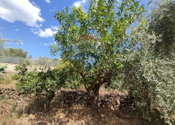 Giardino - Terreno agricolo Contrada San Lazzaro
snc, Paterno - foto 23