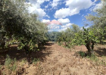 Giardino - Terreno agricolo Contrada San Lazzaro
snc, Paterno - foto 24
