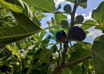 Non correlato - Terreno agricolo Contrada San Lazzaro
snc, Paterno - foto 30
