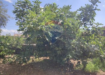 Giardino - Terreno agricolo Contrada San Lazzaro
snc, Paterno - foto 31