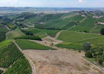 Foto 1 - Terreno edificabile Località Trifolera, Barbaresco - foto 1