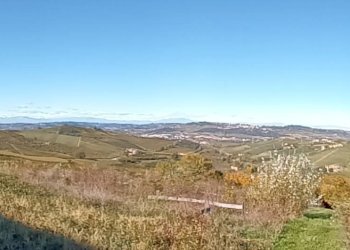 Foto 7 - Terreno edificabile Località Trifolera, Barbaresco - foto 7