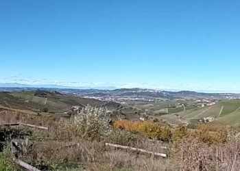 Foto 8 - Terreno edificabile Località Trifolera, Barbaresco - foto 8