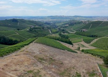 Foto 2 - Terreno edificabile Località Trifolera, Barbaresco - foto 2