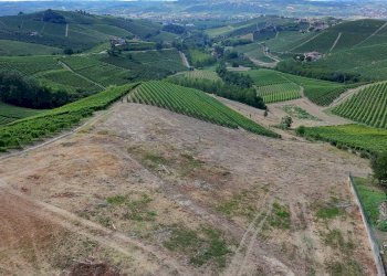 Foto 12 - Terreno edificabile Località Trifolera, Barbaresco - foto 12