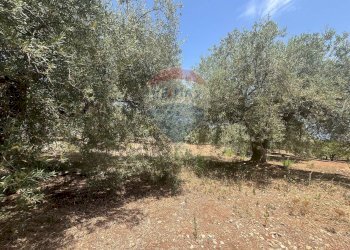 Giardino - Terreno edificabile Via San Michele, Trabia - foto 6