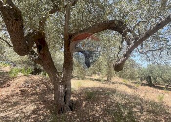 Giardino - Terreno edificabile Via San Michele, Trabia - foto 8