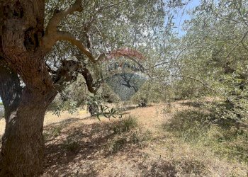 Giardino - Terreno edificabile Via San Michele, Trabia - foto 12