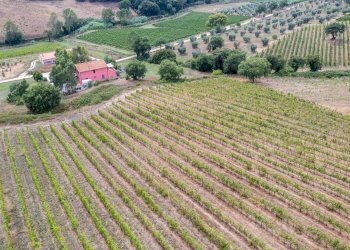 Foto 5 - Farm magliano in toscana, Magliano in Toscana - photo 5