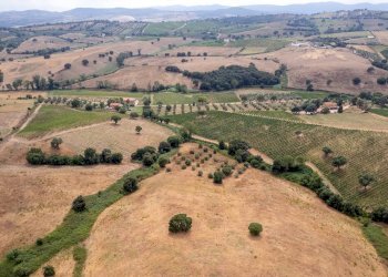 Foto 7 - Farm magliano in toscana, Magliano in Toscana - photo 7