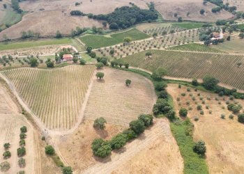 Foto 10 - Farm magliano in toscana, Magliano in Toscana - photo 10