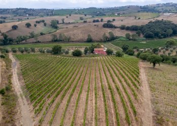 Foto 13 - Farm magliano in toscana, Magliano in Toscana - photo 13