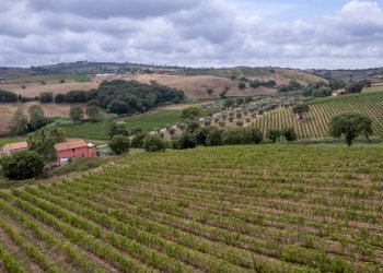 Foto 15 - Farm magliano in toscana, Magliano in Toscana - photo 15