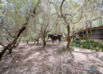 Foto 102 - Villa Via dei cappuccini, Collevecchio - photo 102