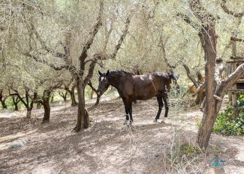 Foto 103 - Villa Via dei cappuccini, Collevecchio - photo 103