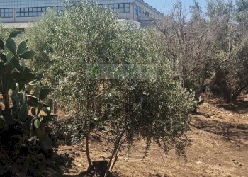 Foto 5 - Agricultural land Strada Provinciale
S.N, Belpasso - photo 4