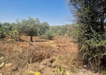 Foto 20 - Agricultural land Strada Provinciale
S.N, Belpasso - photo 19