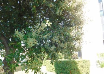 Appartamento Savona (zona Oltreletimbro) - foto 25