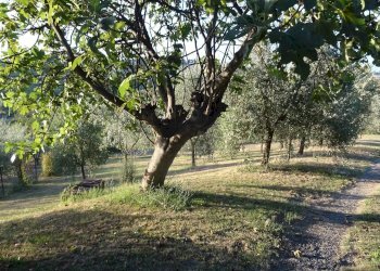 Foto 27 - Rustico Montespertoli - foto 27