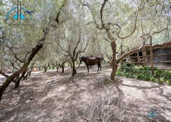 Foto 103 - Villa via dei cappuccini, Collevecchio - photo 103