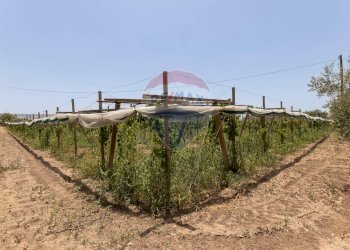 Giardino - Villa Contrada Senia
 
17, Comiso - foto 48