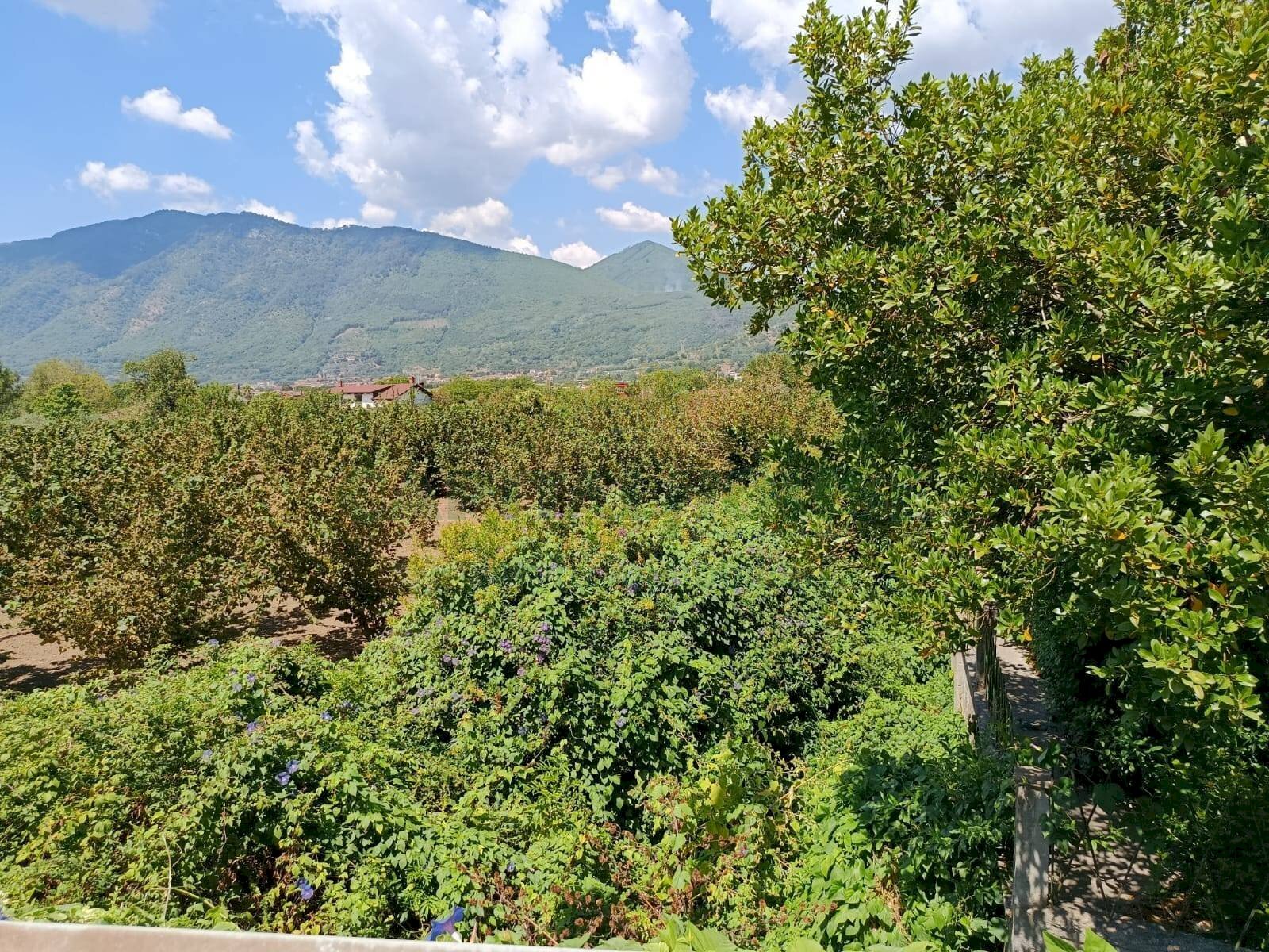 Foto 1 - Terreno agricolo sp 104, Montoro - foto 1