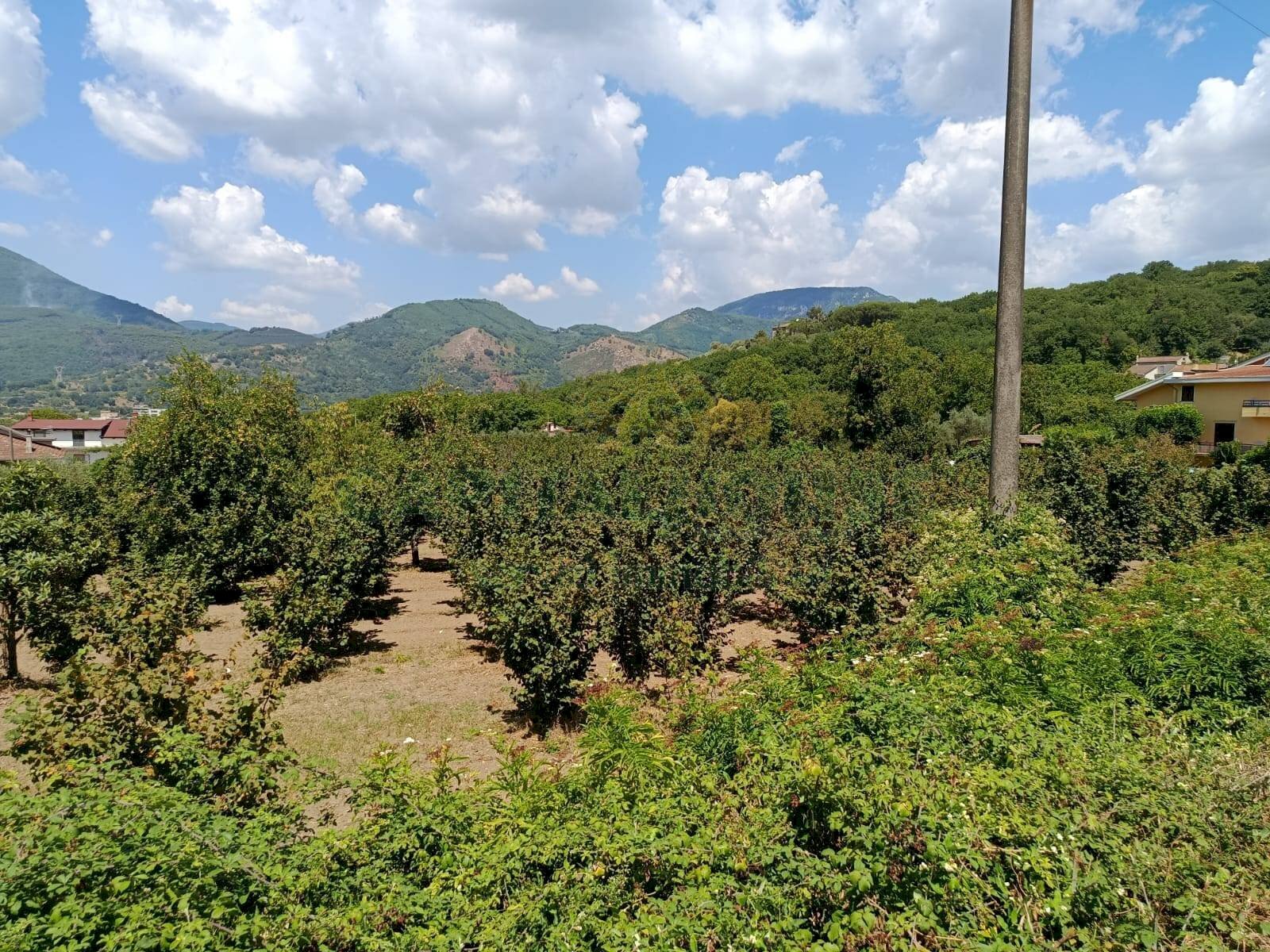 Foto 2 - Terreno agricolo sp 104, Montoro - foto 2