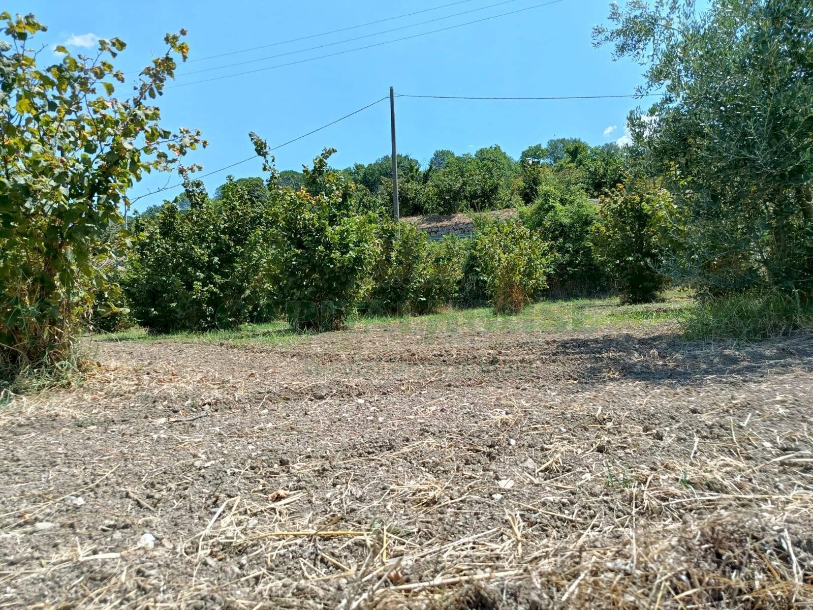 Foto 3 - Terreno agricolo sp 104, Montoro - foto 3