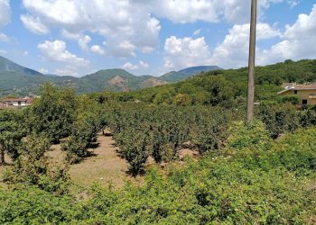 Foto 2 - Terreno agricolo sp 104, Montoro - foto 2