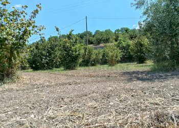 Foto 3 - Terreno agricolo sp 104, Montoro - foto 3